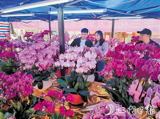連日來(lái)，新會(huì)大融城、時(shí)代城和岡州廣場(chǎng)的迎春花市陸續(xù)開(kāi)市。