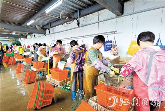 新會成功培育出國家首批農(nóng)業(yè)產(chǎn)業(yè)強鎮(zhèn)大鰲鎮(zhèn)，推動鄉(xiāng)村產(chǎn)業(yè)振興。