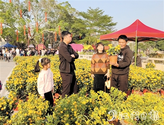 寓意“大吉大利”的傳統(tǒng)年桔吸引了不少市民、游客前來(lái)選購(gòu)。
