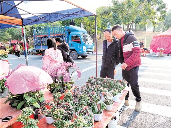市民在鶴山迎春花市挑選年花。