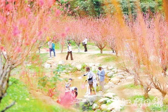 白水帶風景區(qū)桃花盛開，吸引大量游客前來打卡。付師華