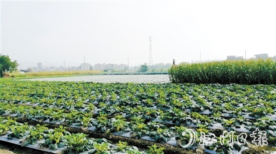 長沙街道愛民村統(tǒng)一流轉(zhuǎn)耕地、魚塘，盤活集體“家底”。