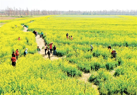 江海區(qū)都市農(nóng)業(yè)生態(tài)園油菜花盛開，吸引不少市民前往游玩。