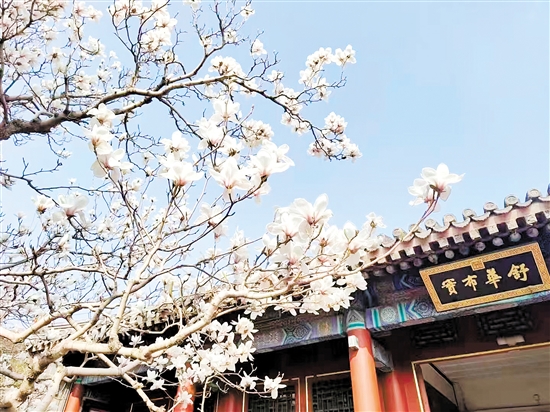 春天，北京頤和園的白玉蘭盛放，尋芳賞春正當(dāng)時(shí)。