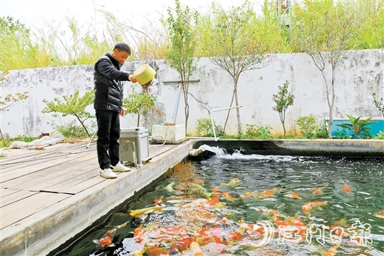 在新港錦鯉養(yǎng)殖場，場主劉耀新將餌料一撒而下，塘中色彩艷麗的錦鯉蜂擁而至，爭搶食物。