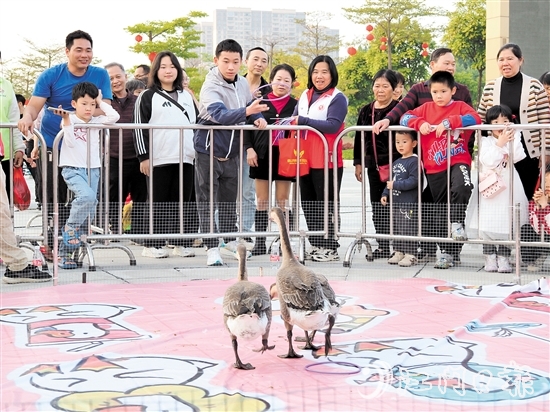 市民通過(guò)套圈的形式“抱得大鵝歸”。