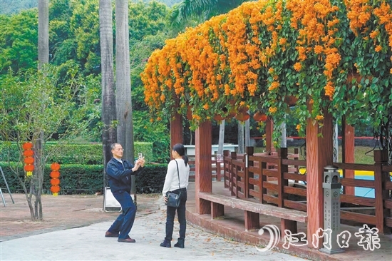“炮仗花長廊”吸引了不少市民游客前來拍照。
