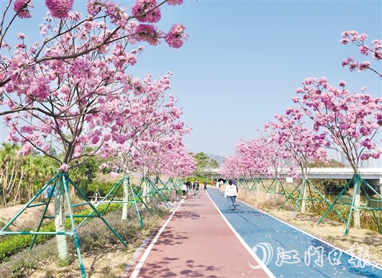 新會區(qū)推動碧道建設，美麗的風光吸引眾多市民、游客前來觀賞。