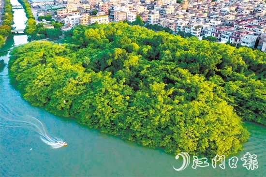 新會區(qū)加快水經(jīng)濟試點建設，推進小鳥天堂濕地周邊水系及基礎設施提升工程，打造綠色水經(jīng)濟“新會樣板”。