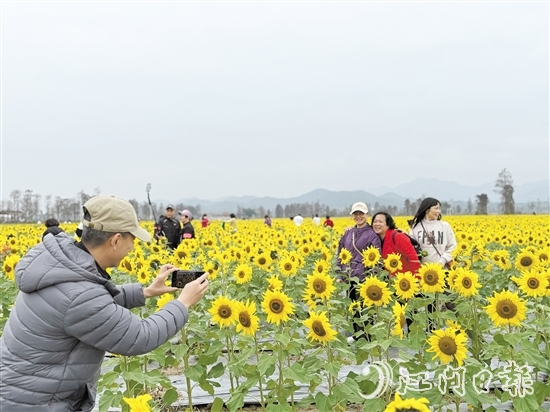 游客們在花海中游玩。