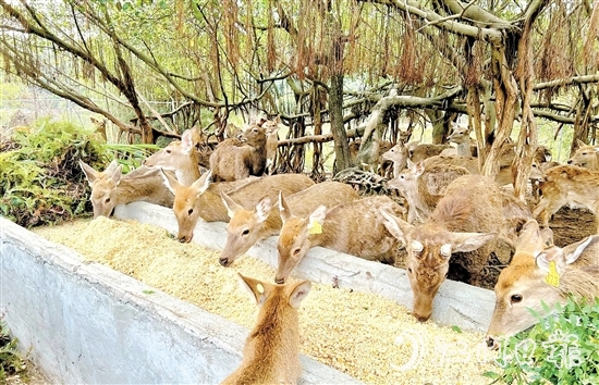 位于雅瑤鎮(zhèn)的棱壩梅花鹿生態(tài)農(nóng)場(chǎng)內(nèi)，百鹿呦鳴。