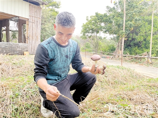 勞浩山介紹赤松茸時(shí)滔滔不絕。