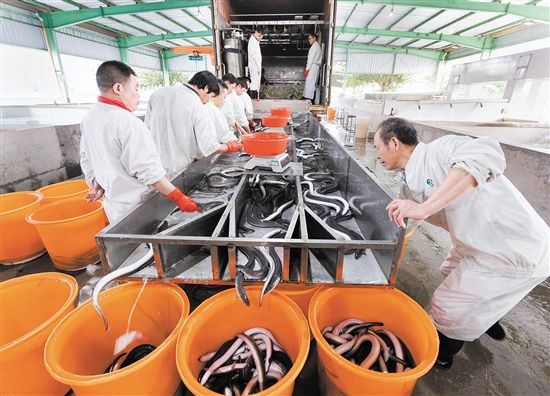 臺山市鰻魚產(chǎn)業(yè)園構(gòu)建了飼料生產(chǎn)、鰻魚養(yǎng)殖、烤鰻加工和鰻魚出口“一條龍”式的鰻魚產(chǎn)業(yè)鏈，活鰻年產(chǎn)量約50502噸。