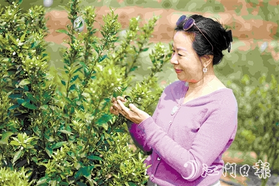 周詠蓮在柑果園中查看柑花生長情況。