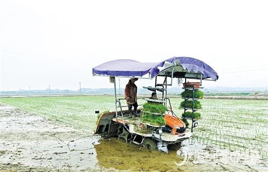 沖蔞鎮(zhèn)推進農(nóng)業(yè)機械化，為春耕生產(chǎn)提供有力保障。