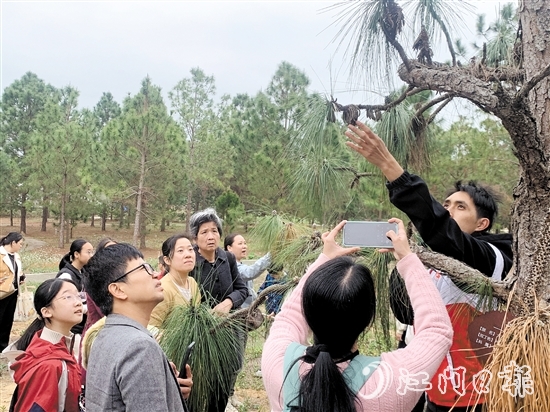 志愿者向大家講解松樹的生長(zhǎng)特性和授粉過程。