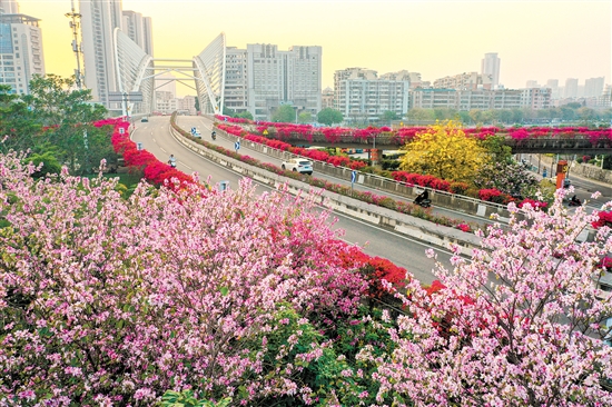 蓬江區(qū)東華大橋周圍鮮花競(jìng)相開放。郭永樂