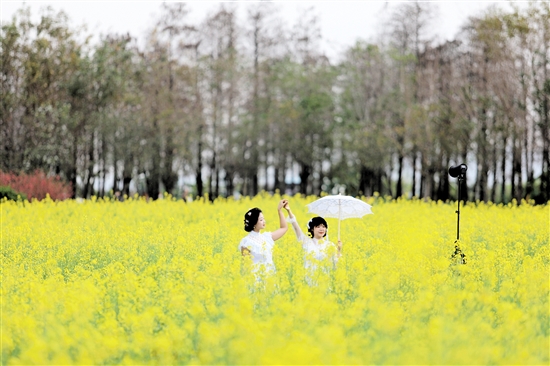 江海區(qū)都市農(nóng)業(yè)生態(tài)公園的油菜花?如金色的海洋。