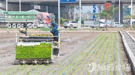 隨著機器開動，秧苗按照設定好的間距和深度被整齊地插進田間。