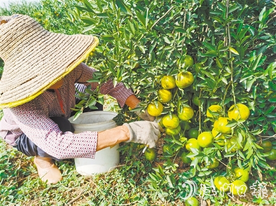 新會(huì)著力推動(dòng)實(shí)現(xiàn)新會(huì)陳皮從田頭采收到市場(chǎng)全閉環(huán)溯源管理。