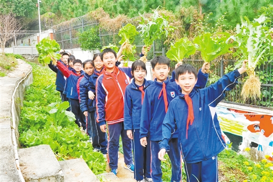 在鶴山市碧桂園學?！疤依顖@”勞動實踐基地，學生們采摘自己種下的勞動成果，感受勞動的樂趣與收獲的喜悅。