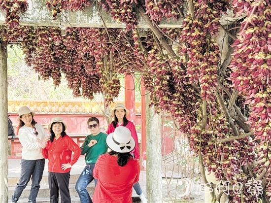 禾雀花在公坑寺盛放，吸引了眾多市民游客前來打卡。