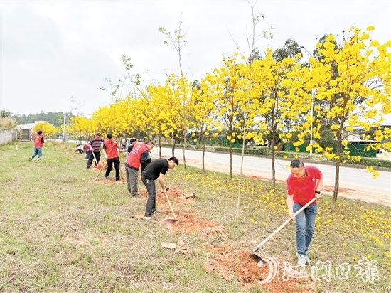宅梧鎮(zhèn)組織開展植樹活動。