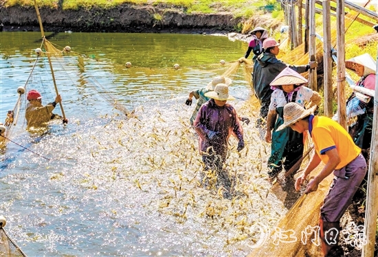 大鰲鎮(zhèn)著力實(shí)施“一只蝦”工程。