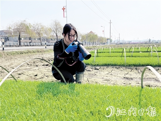 尹曉婷到田里查看秧苗成長情況。
