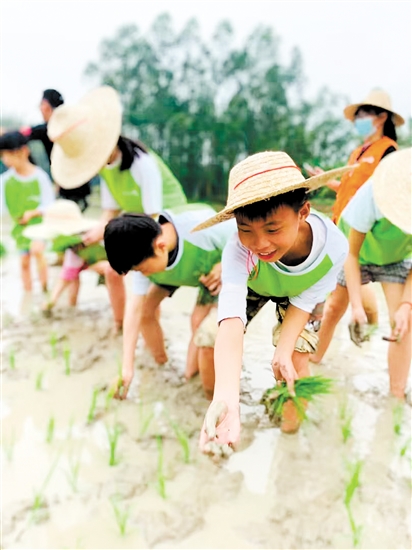 青蘋果營員在農(nóng)地里學習插秧。