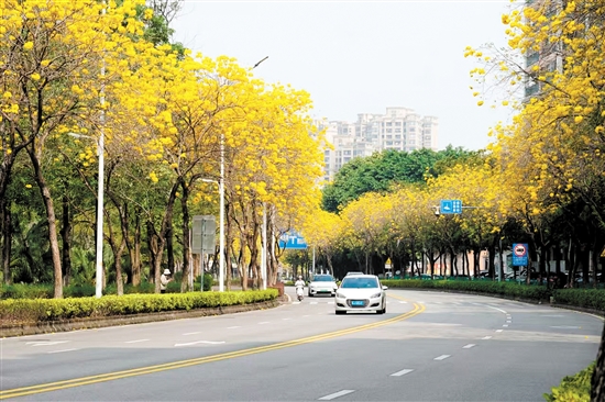 黃花風鈴木盛放，成為江門一道美麗風景。