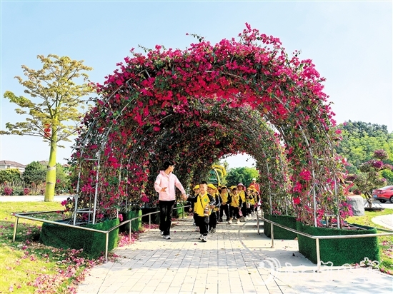 奇榜村種植簕杜鵑美化村內(nèi)景觀，升級(jí)后的環(huán)境廣受好評(píng)。