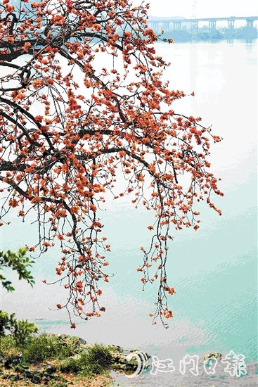 生長在岸邊的古木棉樹上，紅棉層層疊疊，與碧綠的江水相映成趣。