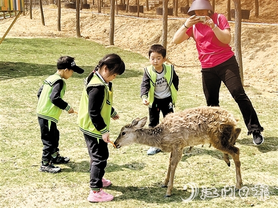 在江門市七顆星農業(yè)生態(tài)園，小朋友們與動物互動。