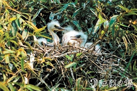 鷺鳥寶寶出殼，十分可愛。