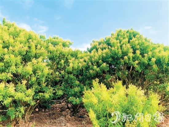 在北陡鎮(zhèn)荔枝林，淡黃的花穗綴滿枝頭。