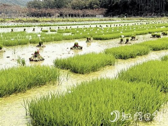 在陽光的照耀下，育苗水田上的稻苗煥發(fā)出勃勃生機(jī)。