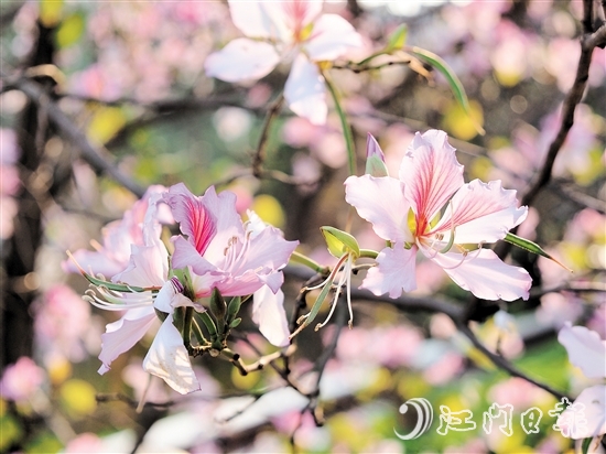在沙坪河南岸濕地公園，宮粉紫荊燦爛綻放。