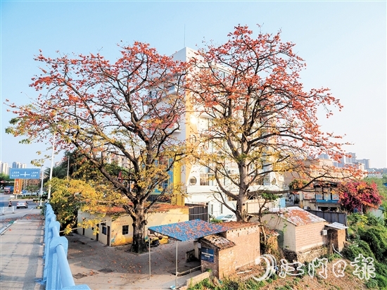 沙坪街道谷埠橋頭挺立著兩株高大的木棉花，花朵落下，為房屋和街道染上一片“英雄色”。