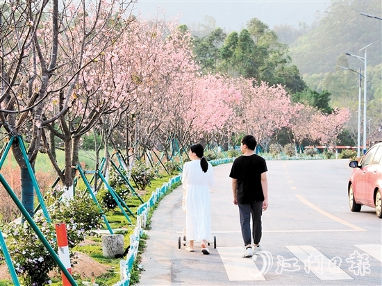 鶴城鎮(zhèn)城西村忠心崗櫻花大道迎來了櫻花盛開的時節(jié)，游客們在櫻花香中漫步。