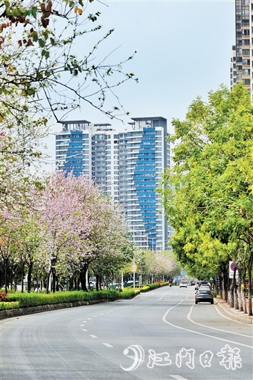 鶴山市沙坪街道容章路迎來宮粉紫荊的盛花期。