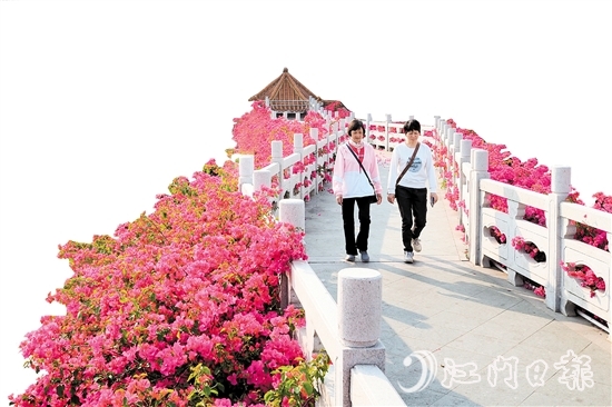 走進(jìn)沙坪街道北湖公園，在九曲橋兩側(cè)，怒放的三角梅形成一條“水上花廊”。