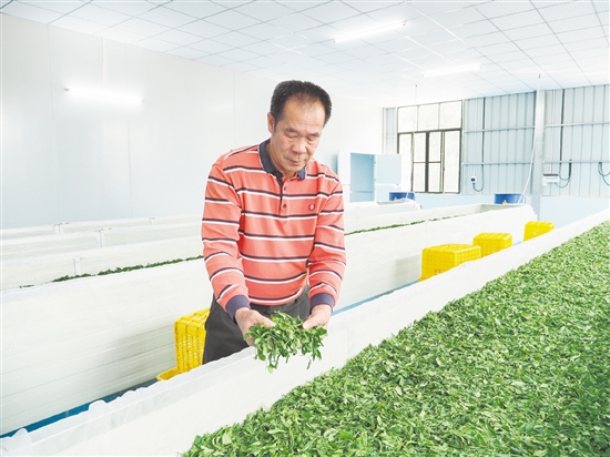 在鶴山市宅梧康茗種養(yǎng)專業(yè)合作社的標(biāo)準(zhǔn)化茶葉加工車間里，余國強(qiáng)在萎凋間翻動茶青。