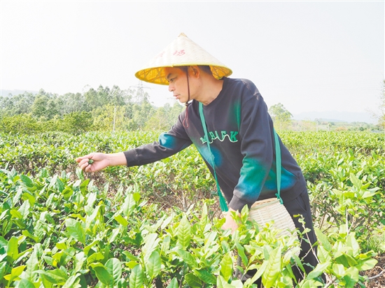 莫華振在茶園里采摘春茶，經(jīng)過數(shù)年培育，今年茶園迎來豐收。