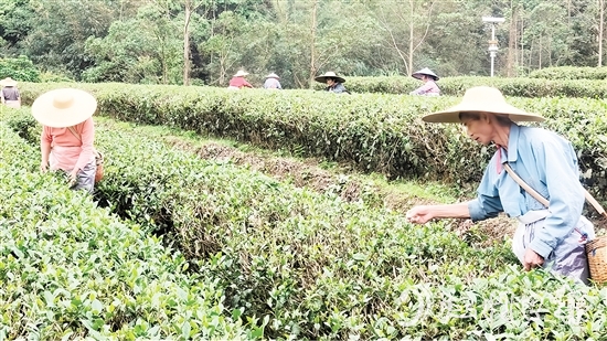 茶農(nóng)們正抓緊采摘春茶。