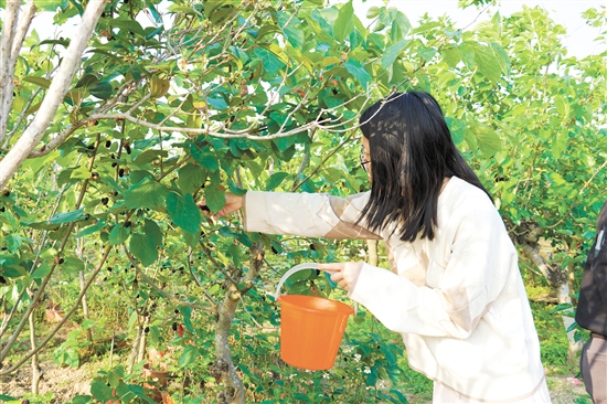 游客在采摘桑葚。