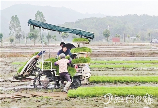 試驗基地在開展鹽堿地改造、耐鹽堿水稻試驗的同時，帶動周邊農(nóng)戶參與，讓村民實現(xiàn)“家門口”就業(yè)。