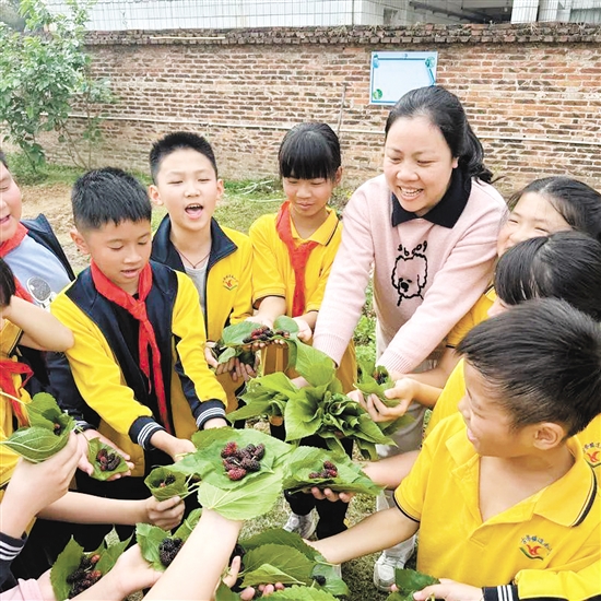 在古勞鎮(zhèn)連南小學“樂桑園”勞動實踐基地，學生們分工合作采摘桑葚。