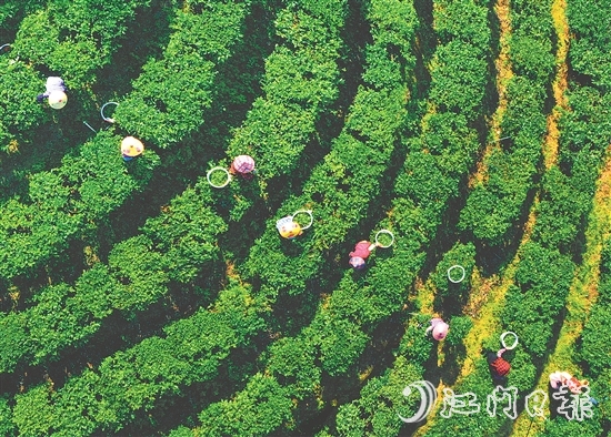 正值春茶采摘期，在黃亞山茶業(yè)的茶場里，茶農(nóng)們正在采摘茶葉。