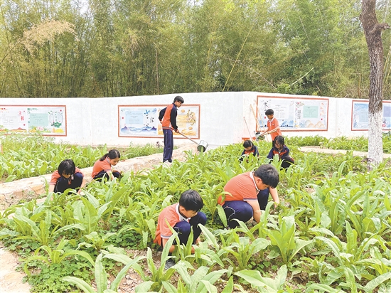 在大田鎮(zhèn)中心小學(xué)的種子園，師生們一起除草、澆水、采摘蔬菜，忙得不亦樂乎。